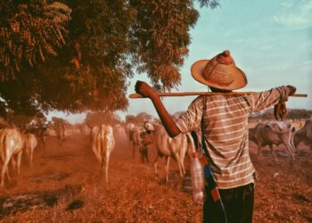 Senar-MT capacita profissionais para atuar no setor da pecuária