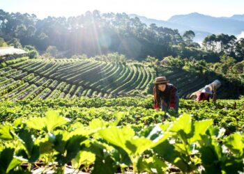 Valor da Produção Agropecuária de 2020 é estimado em R$ 848,6 bilhões