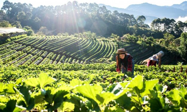 Valor da Produção Agropecuária de 2020 é estimado em R$ 848,6 bilhões