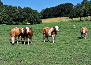 Agropecuária faz Goiás avançar, mas apresenta desafios para 2021