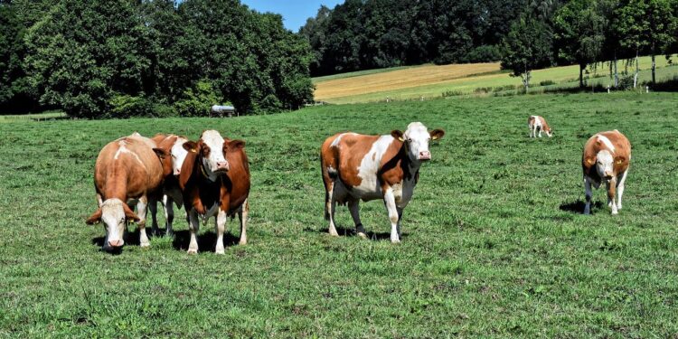 Agropecuária faz Goiás avançar, mas apresenta desafios para 2021