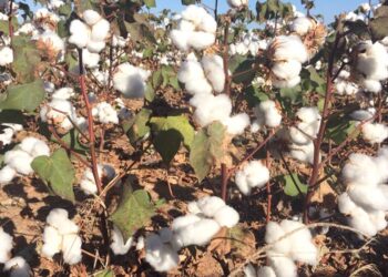 Arroba do algodão em Mato Grosso sobe 2,4%