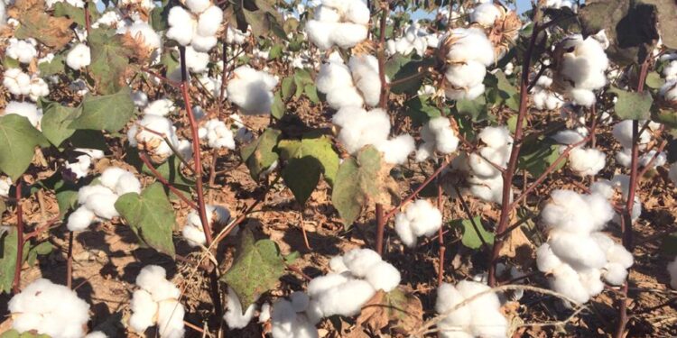 Arroba do algodão em Mato Grosso sobe 2,4%