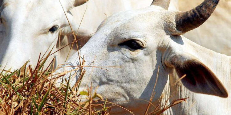 Valor Bruto da Produção na agropecuária de MS deve apresentar aumento de 25%