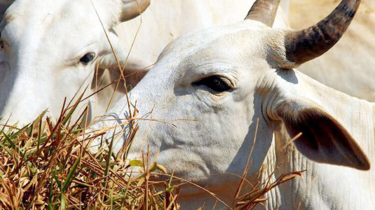 Valor Bruto da Produção na agropecuária de MS deve apresentar aumento de 25%