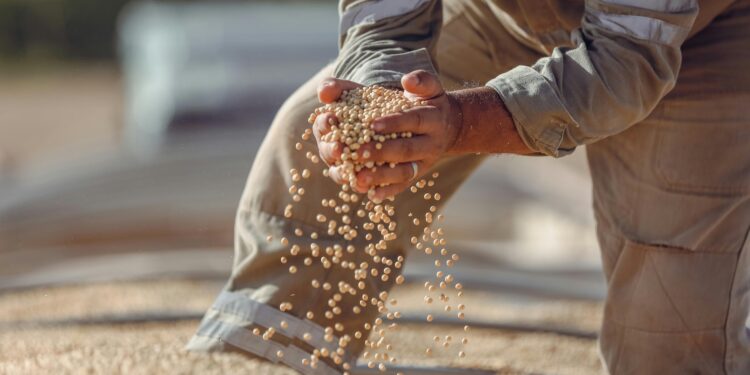 Conab: Brasil produzirá 265,9 milhões de toneladas de grãos em 2020/21