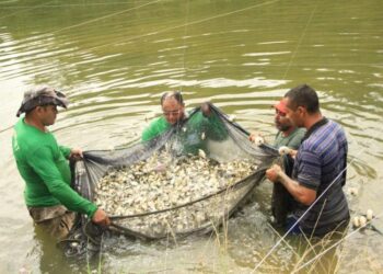 Aquicultores cessionários devem enviar relatório anual de produção até 31 de março