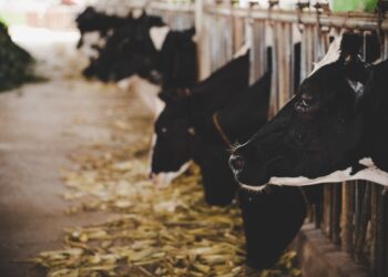 Boi: Cotações do mercado de reposição seguem estáveis no Mato Grosso