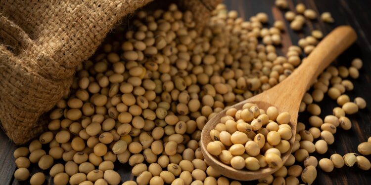 Com expectativa de produzir 11,5 milhões de toneladas, produtores de MS encerram plantio da soja