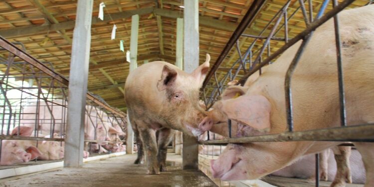 Investimentos do FCO no MS já somam R$ 298 milhões