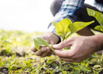 Mato Grosso do Sul registra recorde no agronegócio em 2020