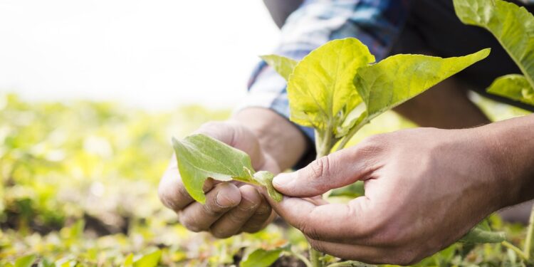 Mato Grosso do Sul registra recorde no agronegócio em 2020