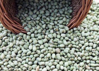 Mato Grosso mantém liderança nacional na produção de feijão-caupi