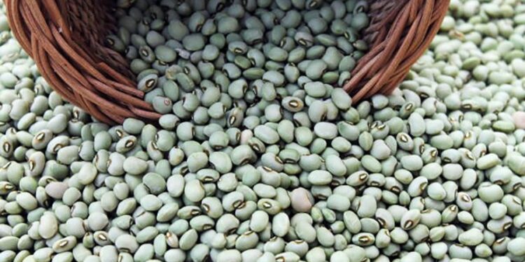 Mato Grosso mantém liderança nacional na produção de feijão-caupi