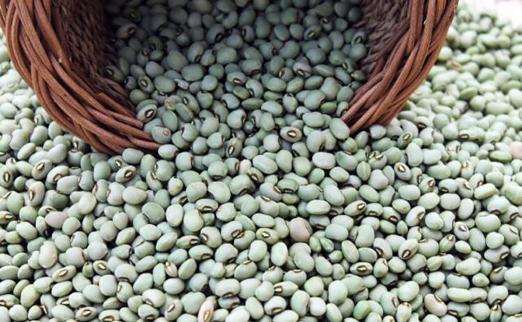 Mato Grosso mantém liderança nacional na produção de feijão-caupi