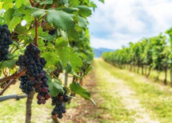 Produtores de uvas e vinhos devem se cadastrar até maio no Sivibe