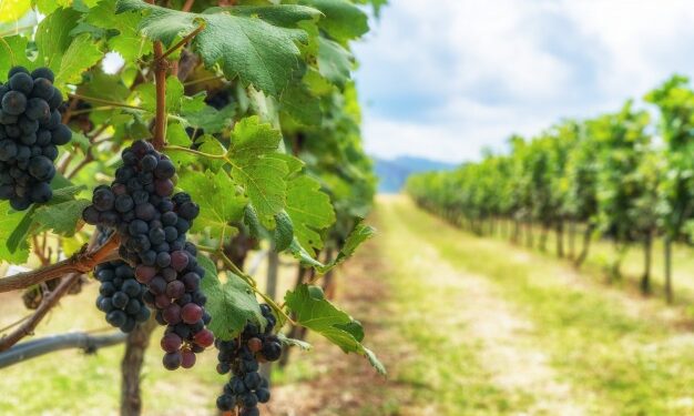 Produtores de uvas e vinhos devem se cadastrar até maio no Sivibe