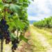 Produtores de uvas e vinhos devem se cadastrar até maio no Sivibe