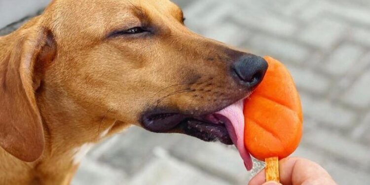 Calor pra cachorro? Alata Sorvetes lança picolé próprio para os pets