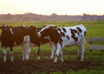 Preço da carne bovina se mantém em alta com a falta de oferta de gado