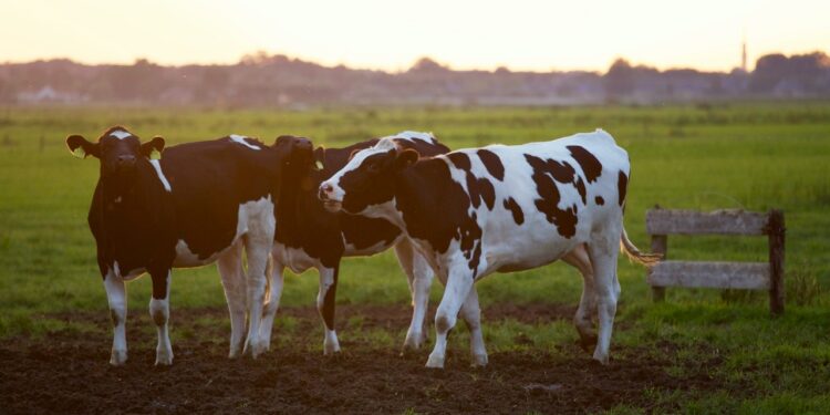 Preço da carne bovina se mantém em alta com a falta de oferta de gado