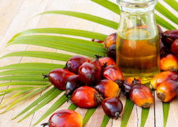 Produção experimental de óleo de dendê em MT é tema de pesquisa