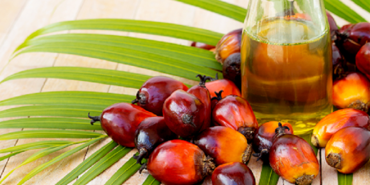 Produção experimental de óleo de dendê em MT é tema de pesquisa