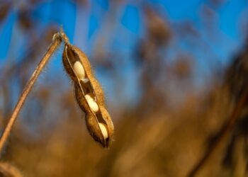 Produtores recebem pagamento adicional por cultivar soja sustentável
