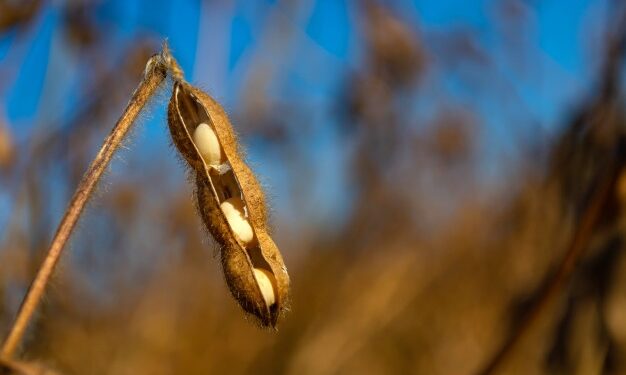 Produtores recebem pagamento adicional por cultivar soja sustentável