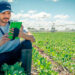 Solução digital facilita tomada de decisão e otimiza produção no campo