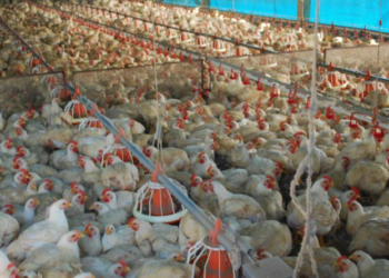 Tocantins registra crescimento de 43% na produção de aves comerciais em 2020