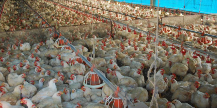 Tocantins registra crescimento de 43% na produção de aves comerciais em 2020