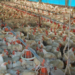 Tocantins registra crescimento de 43% na produção de aves comerciais em 2020
