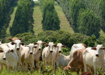 MS possui 3ª maior área agrícola financiada pelo Programa Agricultura de Baixo Carbono