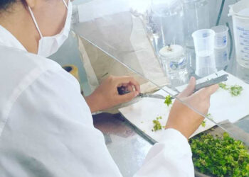 Startup criada em universidade no Tocantins é qualificada para negócios internacionais