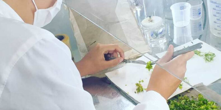 Startup criada em universidade no Tocantins é qualificada para negócios internacionais