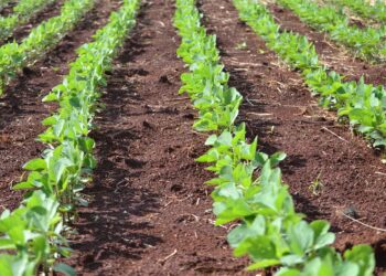 Em 18 anos, MS aumenta em quase 60% a área ocupada pela agricultura