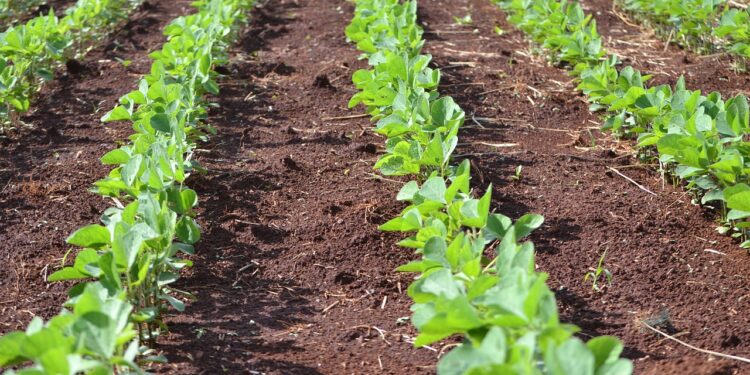 Em 18 anos, MS aumenta em quase 60% a área ocupada pela agricultura