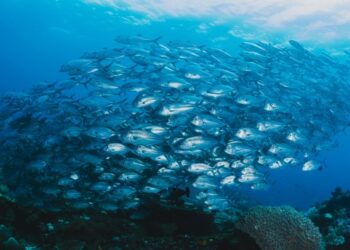 Piscicultura tem grande potencial de expansão em Mato Grosso
