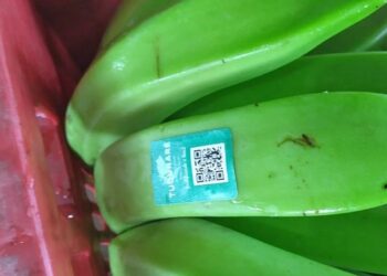 Agricultura 4.0: alimentos com código de rastreabilidade são realidade no Tocantins