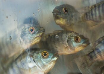 Mato Grosso figura como 5º maior produtor de peixes do País