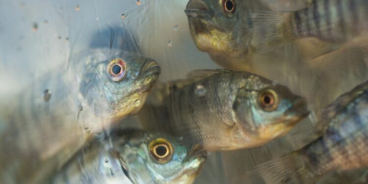 Mato Grosso figura como 5º maior produtor de peixes do País