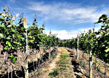 Vinhedo Girassol promove visitação com degustação na plantação de uvas Syrah