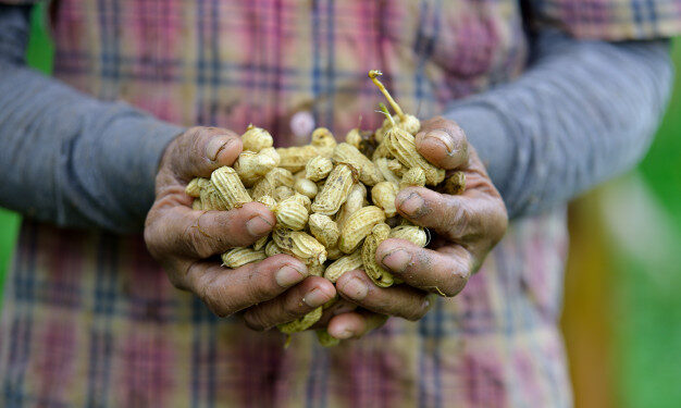 Zoneamento agrícola do amendoim já está disponível para todos os estados