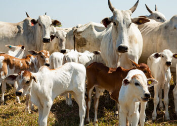 Abate de bovinos cai e de frangos é recorde no primeiro trimestre