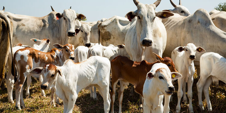 Abate de bovinos cai e de frangos é recorde no primeiro trimestre
