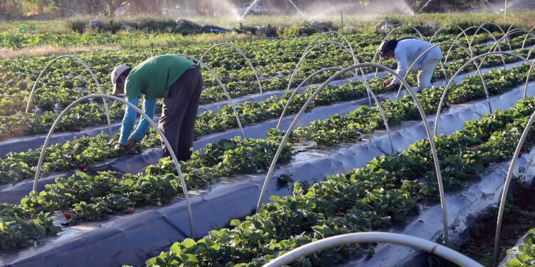 Agricultura familiar terá R$ 39,34 bilhões no Plano Safra 2021/2022