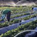 Agricultura familiar terá R$ 39,34 bilhões no Plano Safra 2021/2022