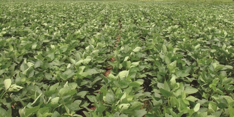 BB desenvolve solução para monitorar plantio com uso de inteligência artificial