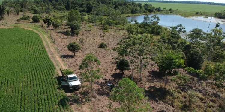 Movida trabalha no reflorestamento do corredor de biodiversidade do Rio Araguaia